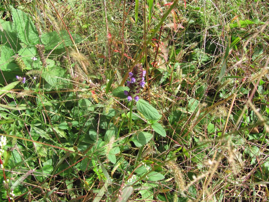 Prunella vulgaris